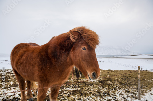 Icelandic horses in the snow
