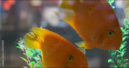 Beautiful fishes in transparent aquarium water