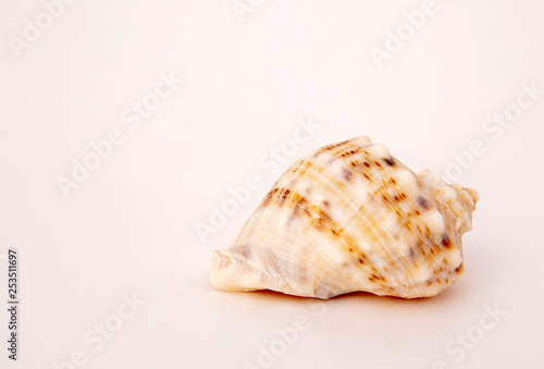 Seashell lying on the table, catalog shooting.