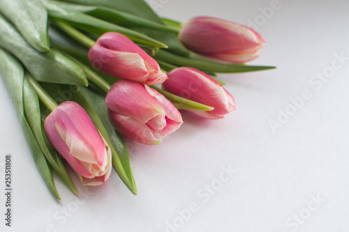Fototapeta Naklejka Na Ścianę i Meble -  Beautiful bouquet of pink tulips on a white background