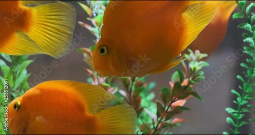 Beautiful fishes in transparent aquarium water