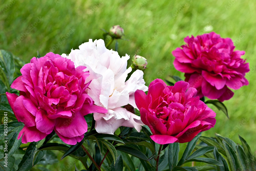 Shrub pink and purple peonies in the garden on green background