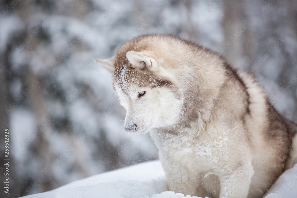 cute and happy beige dog breed siberian husky with snow on its head sitting on the snow in the fairy winter forest