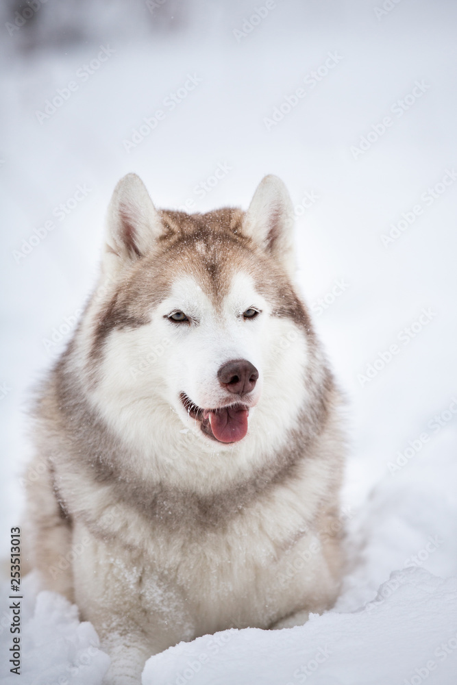 Cute and happy Siberian Husky dog lying on the snow in the forest in winter