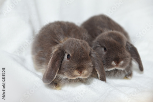 Little gray rabbits sit in a white basket. Easter holiday with little bunnies