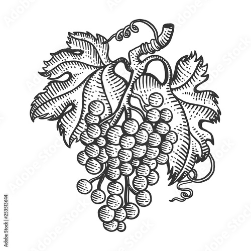 Bunch of grapes with leaves sketch engraving vector illustration. Scratch board style imitation. Hand drawn image.