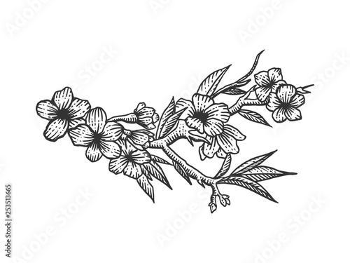 Cherry blossom sketch engraving vector illustration. Scratch board style imitation. Hand drawn image.