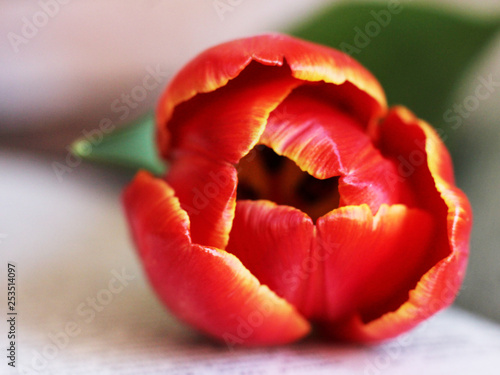 Red tulip with leave sp close