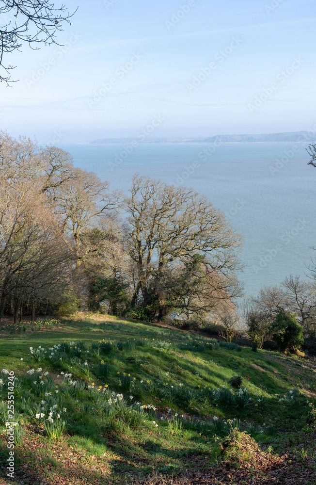 Clovelly, North Devon, England, UK. February 2019. Spring flowers at a picnic spot with coastal views. Clovelly, North Devon, England, UK. February 2019. Spring flowers at a picnic spot with coastal views.