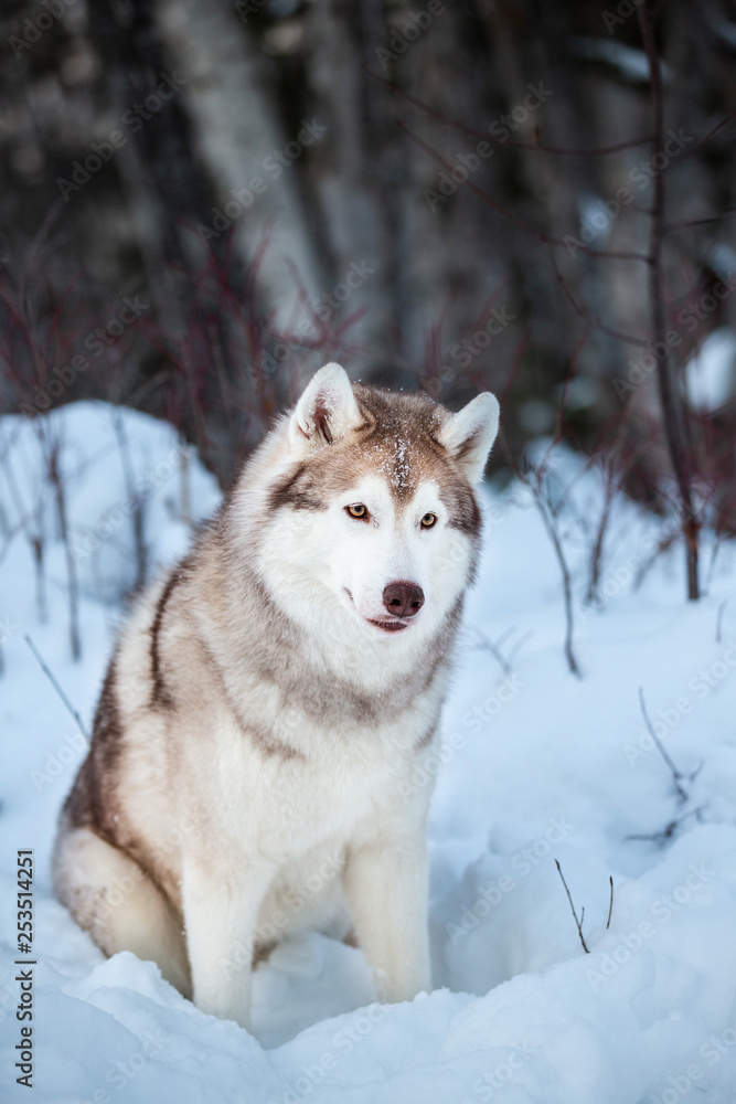 Portrait of cute siberian Husky dog sitting on the snow in the winter forest