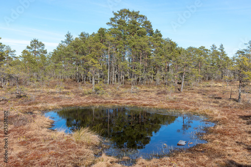 Swamp in a Kemeru national park in latvia photo