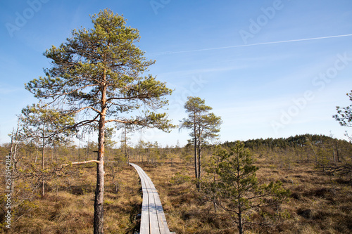 wooden trail going through a park in latvia