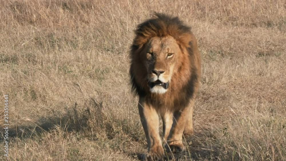 4K 60p close up clip of a magnificent male lion approaching at masai mara national reserve in kenya, africa 4K 60p close up clip of a magnificent male lion approaching at masai mara national reserve in kenya, africa