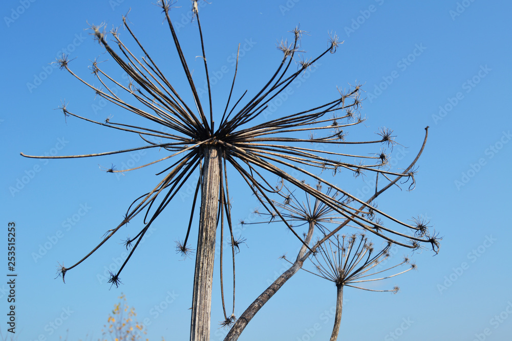 Dried plant against the sky