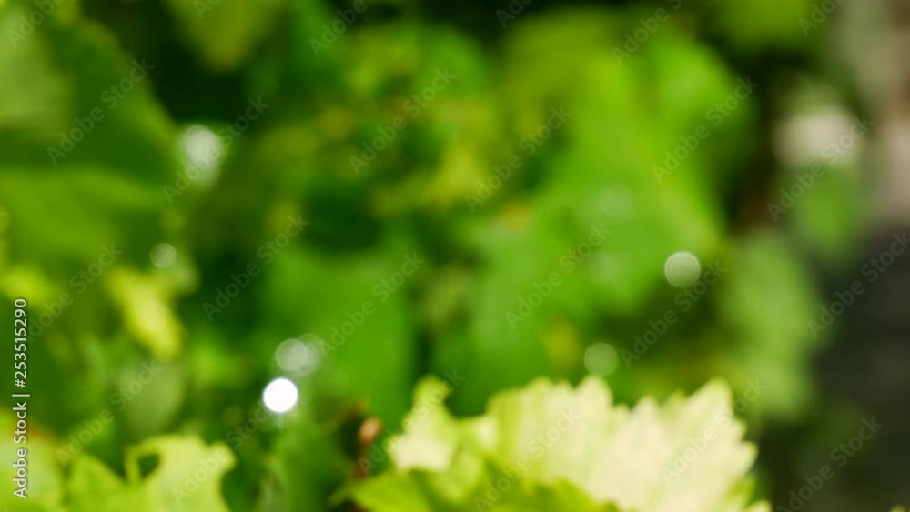 Blurry grape leaves shine nice after summer rain - at Tihany /Balaton - Hungary Blurry grape leaves shine nice after summer rain - at Tihany /Balaton - Hungary