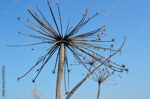 Obraz na płótnie Dried plant against the sky w salonie