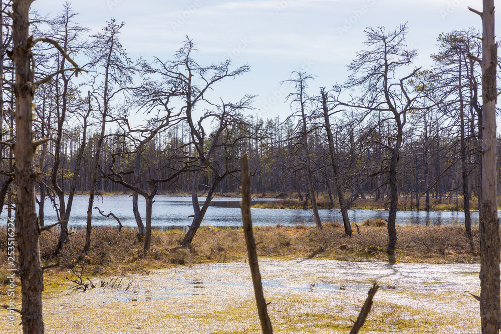 Swamp in a Kemeru national park in latvia