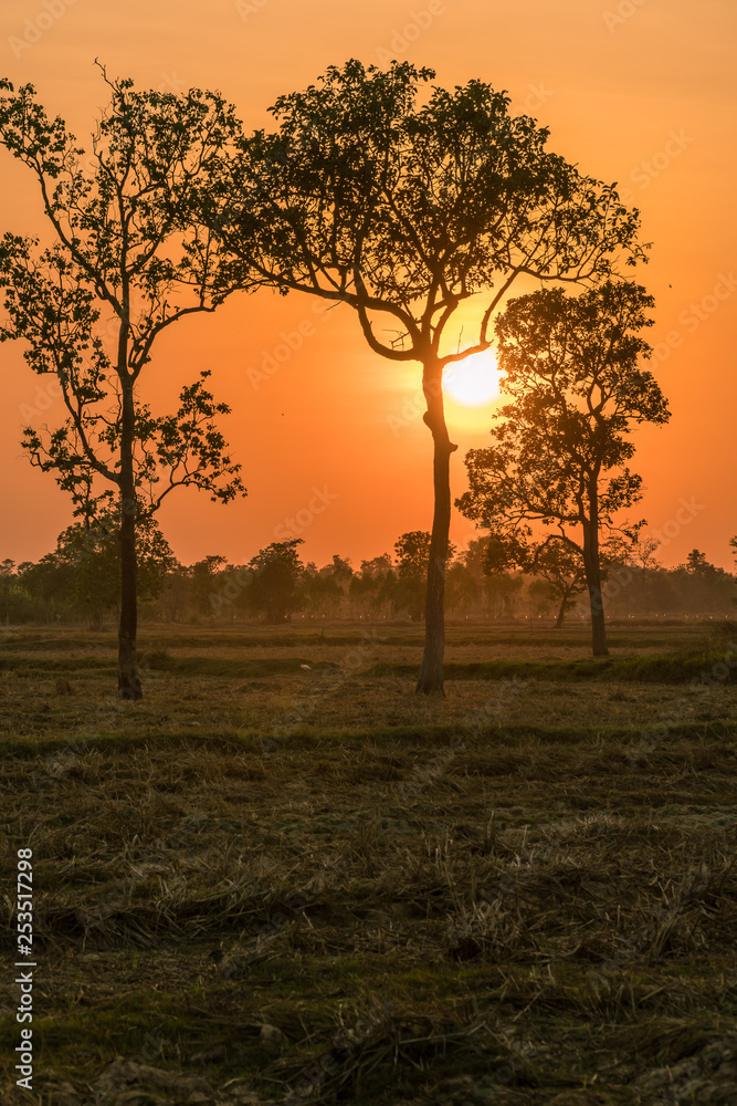 The sun is setting in the rural fields of Thailand The sun is setting in the rural fields of Thailand