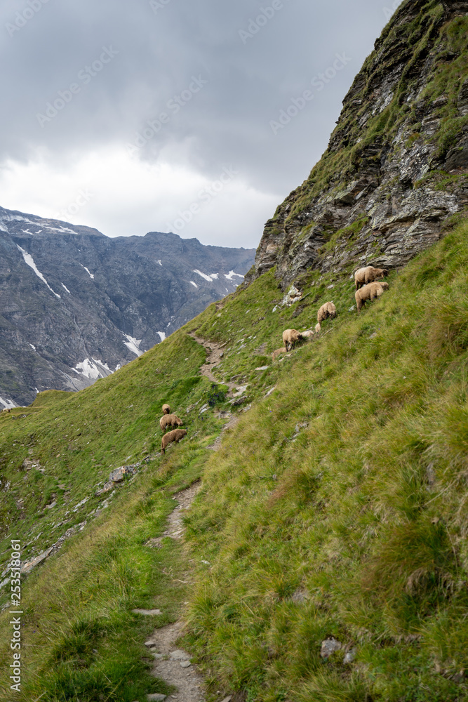 Sheeps are feeding of the grass in the moutains of Gastein near the Niedersachsenhaus, Austria