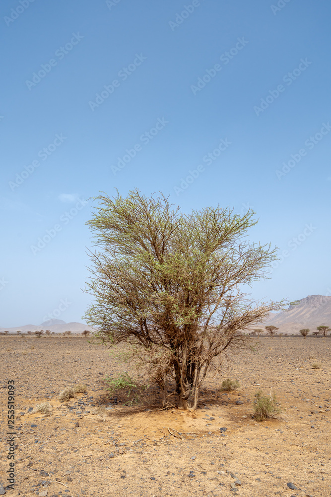 Obraz premium Green trees in the middle of the stone desert of the Atlas mountain range in Morocco