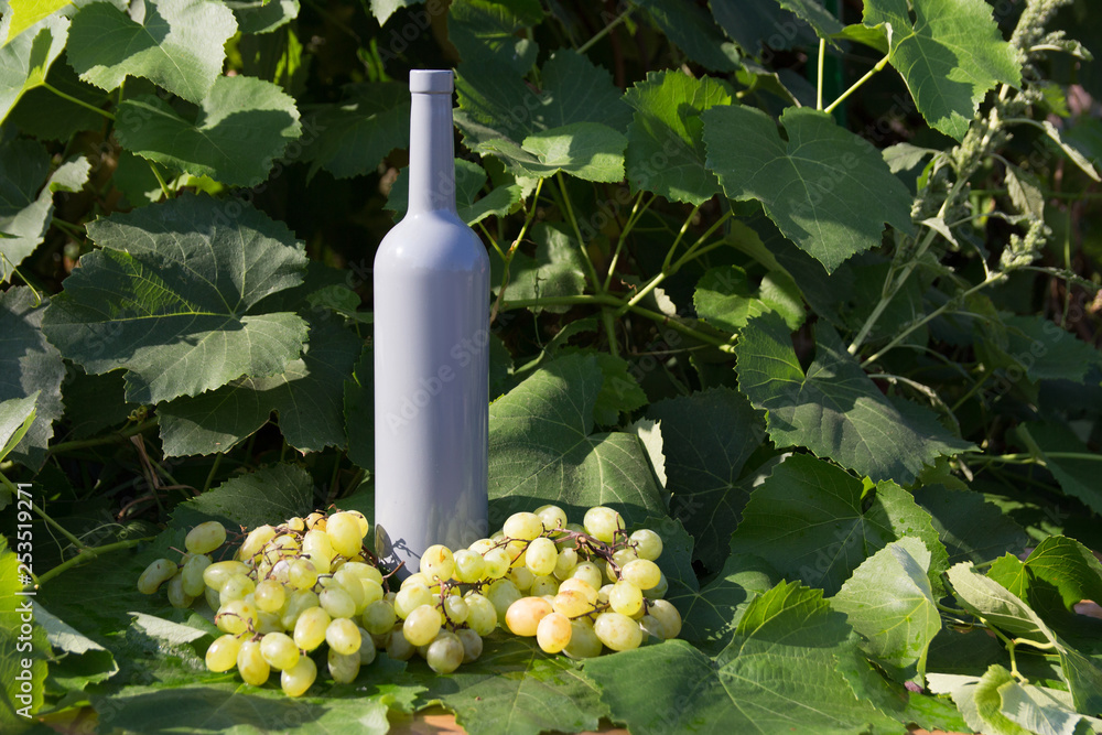Fototapeta premium a bottle of wine stands on the background of the green leaves of the vineyard, near a bunch of grapes. vine. natural drink, private vineyards
