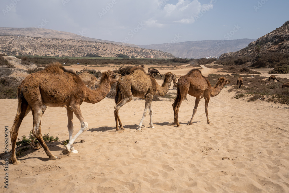 Three camels are walking by at Plage Tamri near Agadir, Morocco Three camels are walking by at Plage Tamri near Agadir, Morocco