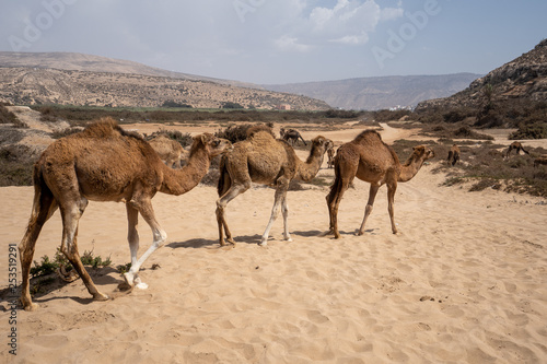 Three camels are walking by at Plage Tamri near Agadir, Morocco