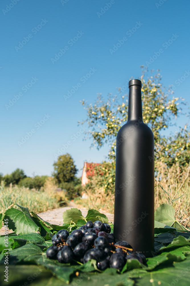 a bottle of wine stands on the background of the green leaves of the vineyard, near a bunch of grapes. vine. natural drink, private vineyards