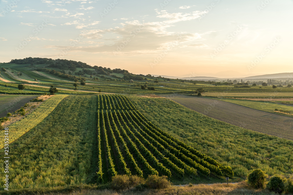 The sun is setting over a vineyard near Eisenstadt in Burgenland, Austria