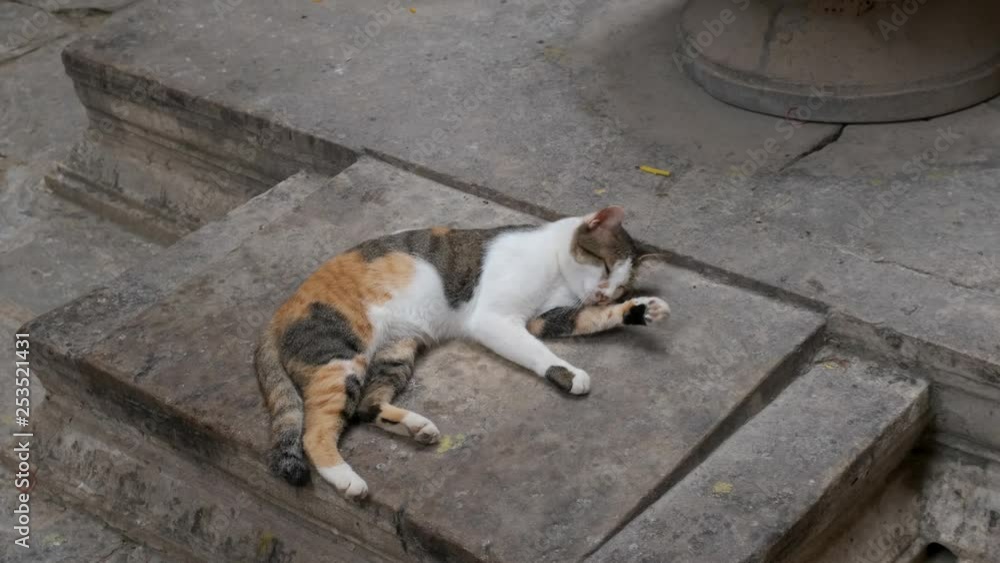 Stray cat cleaning itself at Sukhothai Historical Park, Thailand. Stray cat cleaning itself at Sukhothai Historical Park, Thailand.