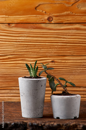 Succulents and crassulain in diy concrete pot. Only planted in pots. On wooden background. the concept of home comfort