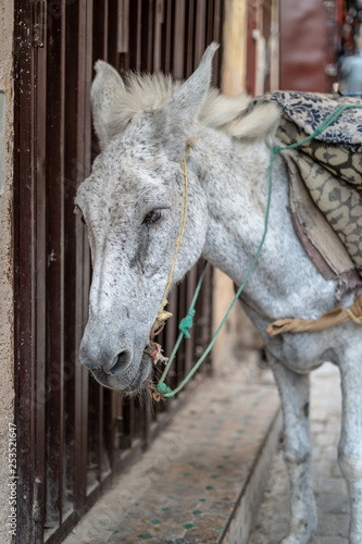A poor donkey is used to transfer goods inside the City of Fes, Morocco
