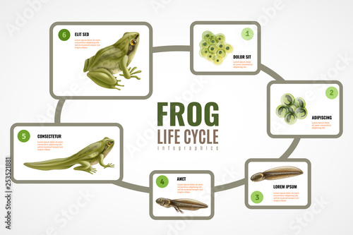 Frog Life Cycle Infographics