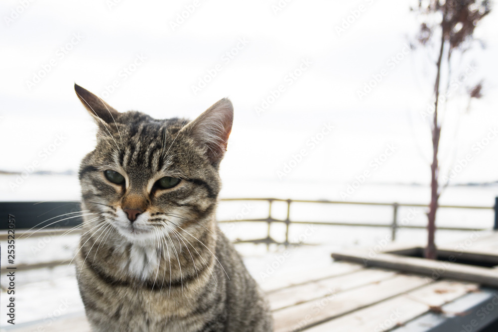 Fototapeta premium sky cloud winter sunset cat dog