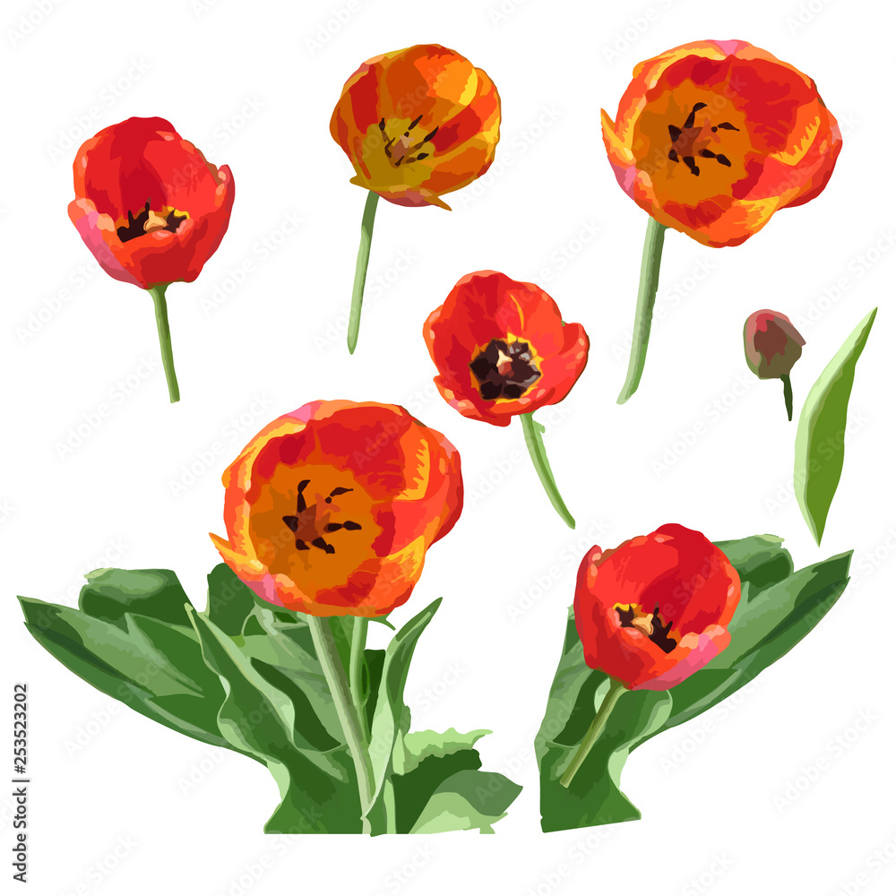 Fototapeta premium Set of watercolor different red ulips isolated on white background. 