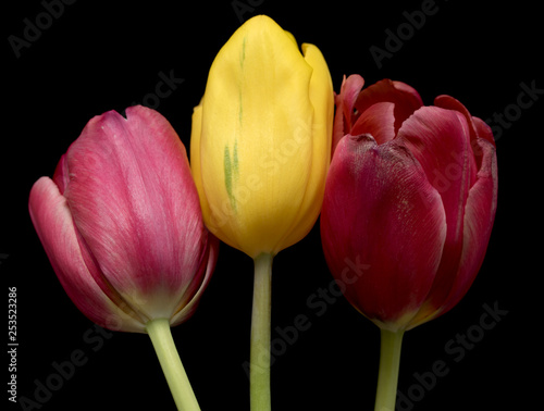 tulip isolated on black background