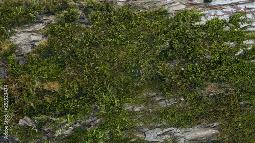 dark green moss on the bark background