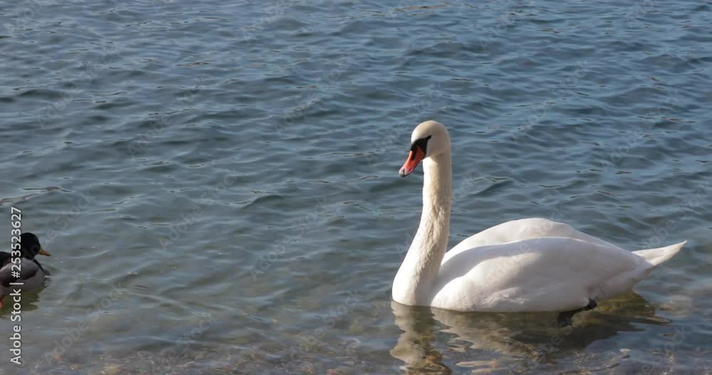 Beautiful white Swan swimming in a pond, looking for a girlfriend. Beautiful white Swan swimming in a pond, looking for a girlfriend.