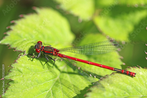 Large Red Damselfly on a leaf