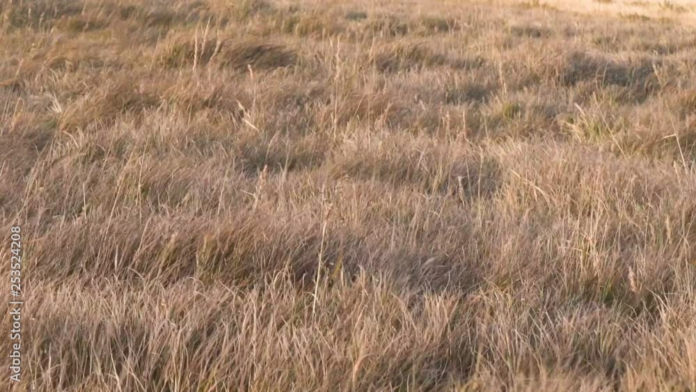 Dry grass wave in wind in sunny evening Dry grass wave in wind in sunny evening