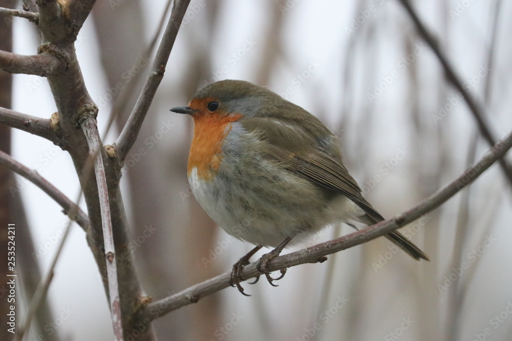 Redbreast Redbreast