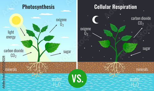 Photosynthesis Educational Posters Set 