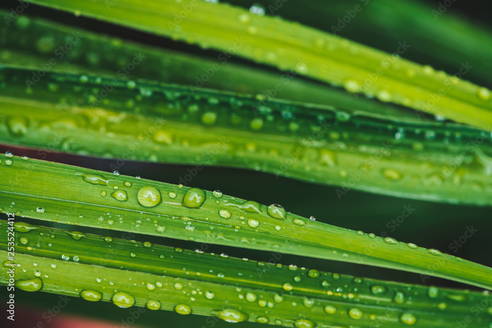 Beautiful vivid shiny green grass with dew drops close-up with copy space. Pure, pleasant, nice greenery with rain drops in sunlight in macro. Background from green textured plants in rain weather. Beautiful vivid shiny green grass with dew drops close-up with copy space. Pure, pleasant, nice greenery with rain drops in sunlight in macro. Background from green textured plants in rain weather.