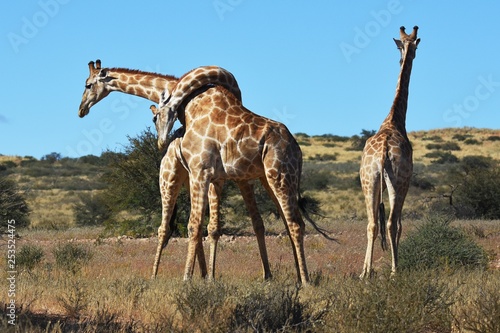 Zwei Giraffenbullen (giraffa camelopardalis) kämpfen im Kgalagadi Nationalpark in Südafrika