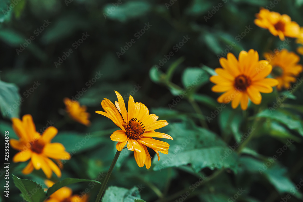 Obraz premium Group of colorful juicy yellow flower with orange center and vivid pleasant pure petals. Flowering jerusalem artichoke in macro. Many helianthus tuberosus close-up. Beautiful flowers of topinambur.