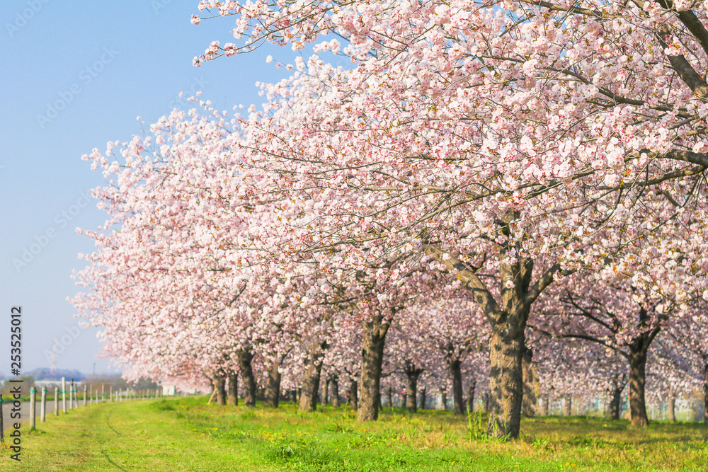 Beautiful cherry blossom trees or sakura blooming beside the country road in spring day. Beautiful cherry blossom trees or sakura blooming beside the country road in spring day.