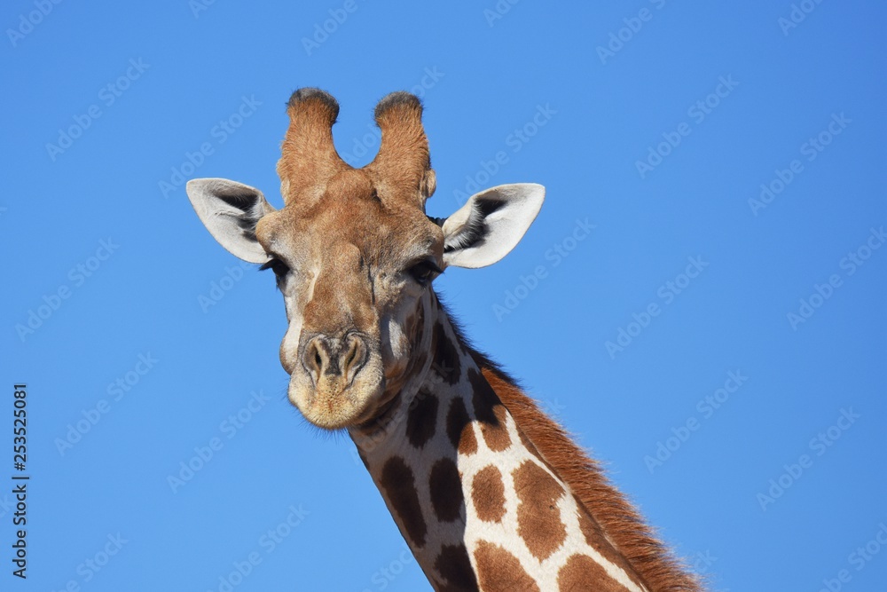 Obraz premium Giraffenportrait: Steppengiraffe (giraffa camelopardalis ) im Kgalagadi Nationalpark in Südafrika