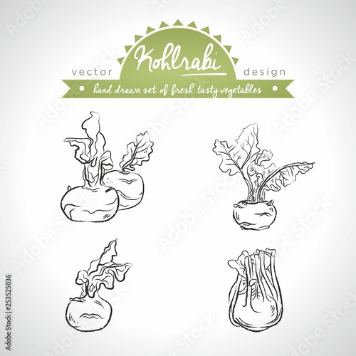 Kohlrabi. Hand drawn collection of vector sketch detailed fresh vegetables. Isolated 