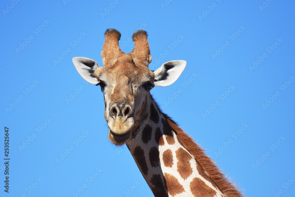 Giraffenportrait: Steppengiraffe (giraffa camelopardalis ) im Kgalagadi Nationalpark in Südafrika Giraffenportrait: Steppengiraffe (giraffa camelopardalis ) im Kgalagadi Nationalpark in Südafrika