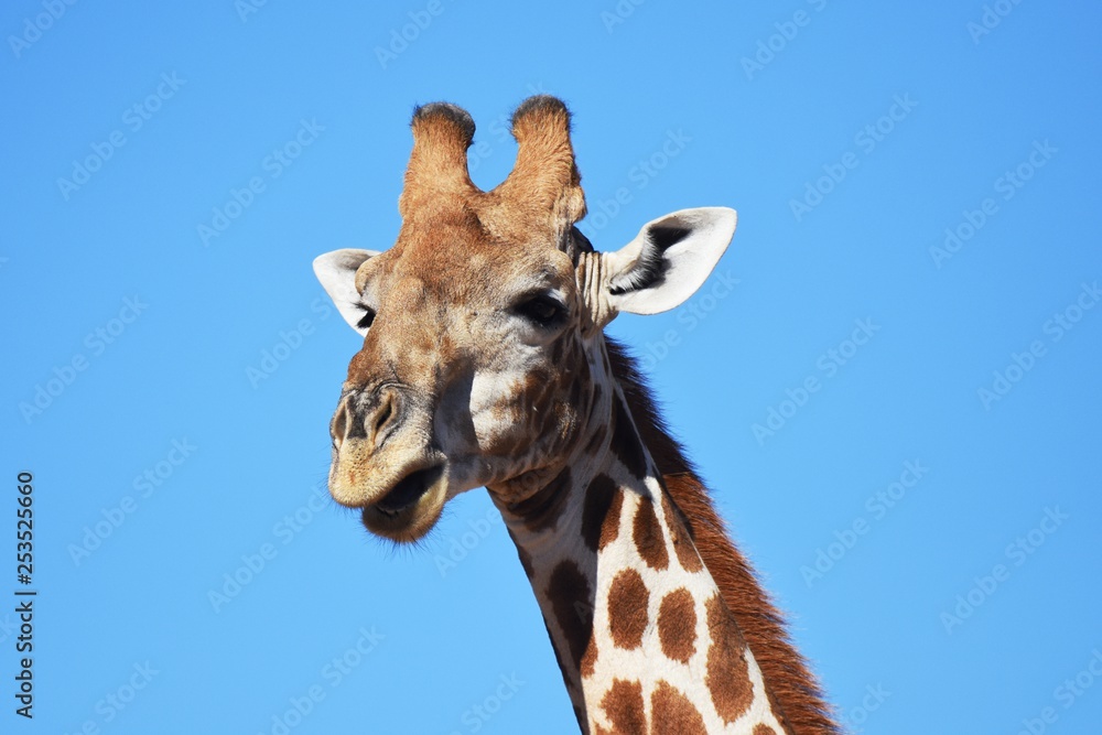 Giraffenportrait: Steppengiraffe (giraffa camelopardalis ) im Kgalagadi Nationalpark in Südafrika Giraffenportrait: Steppengiraffe (giraffa camelopardalis ) im Kgalagadi Nationalpark in Südafrika
